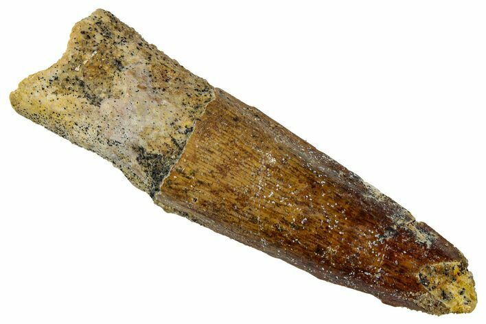 Fossil Spinosaurus Tooth - Real Dinosaur Tooth #331496